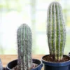 Saguaro Kaktus