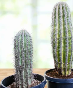 Saguaro Kaktus