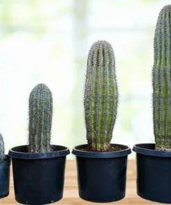 Saguar Kaktus