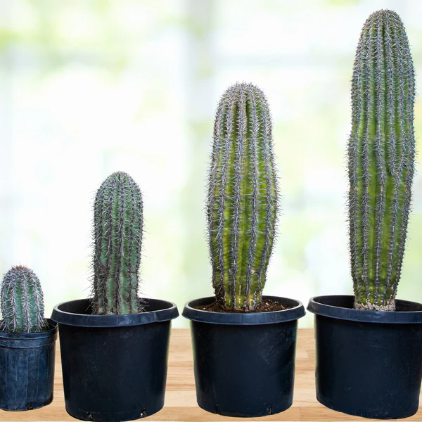 Saguar Kaktus