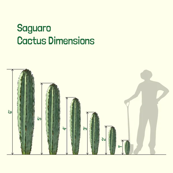 Saguar Kaktus