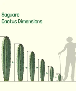 Saguaro Kaktus
