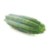 San Pedro Cutting Macrogona (Trichocereus)