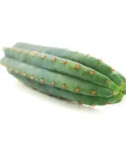 San Pedro Cutting Macrogona (Trichocereus)