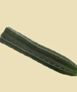 San Pedro Cutting Pachanoi (Trichocereus)