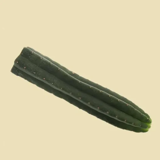 San Pedro Cutting Pachanoi (Trichocereus)