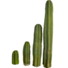 San Pedro Cutting Peruvianus (Trichocereus)
