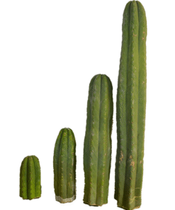San Pedro Cutting Peruvianus (Trichocereus)