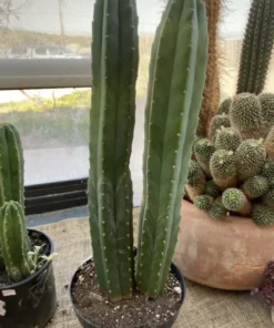 San Pedro Kaktus zu verkaufen – Trichocereus Pachanoi