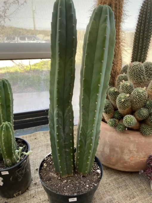 San Pedro Kaktus zu verkaufen – Trichocereus Pachanoi