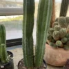 San Pedro Kaktus zu verkaufen – Trichocereus Pachanoi