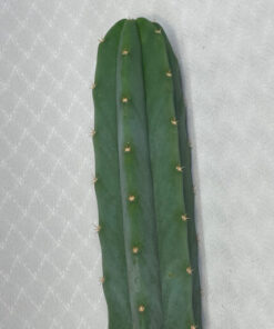 San Pedro Kaktus „Echinopsis pachanoi