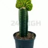 San Pedro Pachanoi (Trichocereus) in einem großen Topf