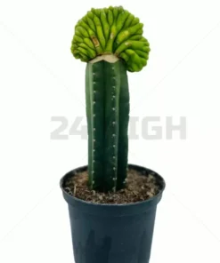 San Pedro Pachanoi (Trichocereus) in einem großen Topf
