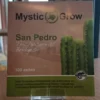 San Pedro Samen (Trichocereus bridgesii)