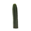 San Pedro Cutting Pachanoi (Trichocereus)