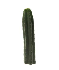 San Pedro Cutting Pachanoi (Trichocereus)