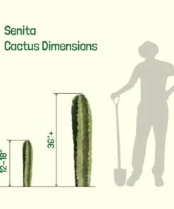 Senita Kaktus