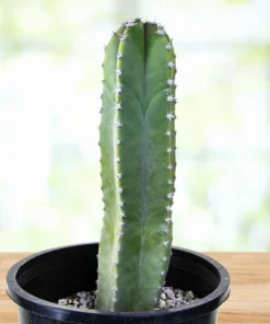 Senita Kaktus