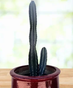 Peruanischer Apfelkaktus