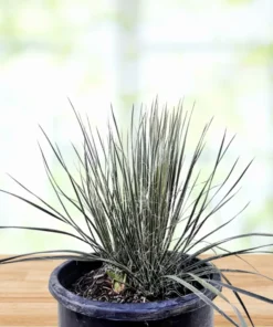 Seifenbaum Yucca