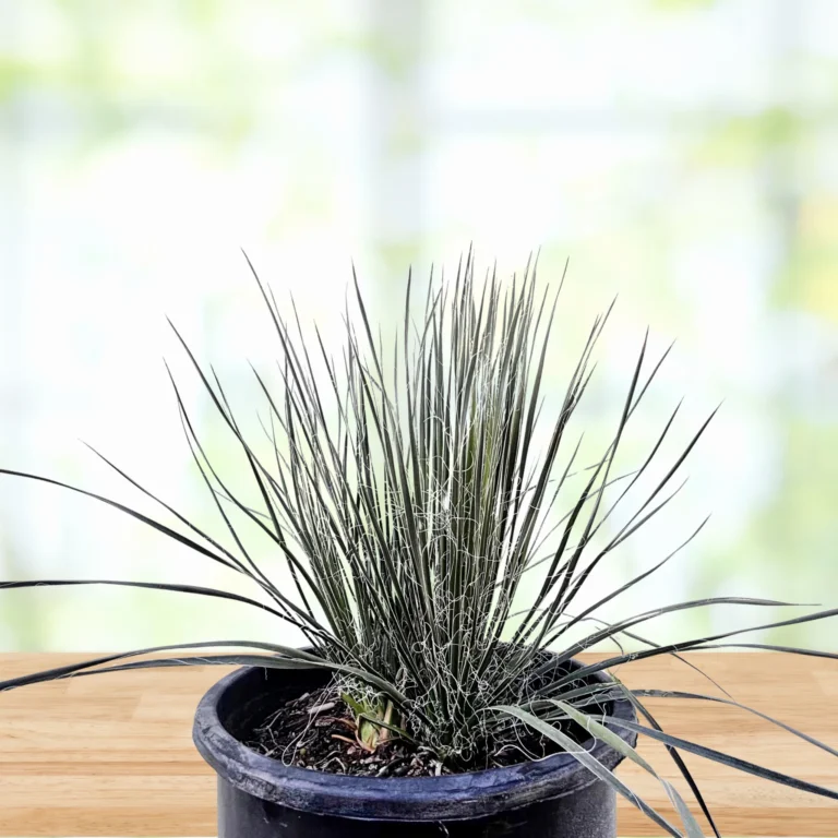 Seifenbaum Yucca