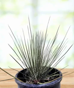 Seifenbaum Yucca