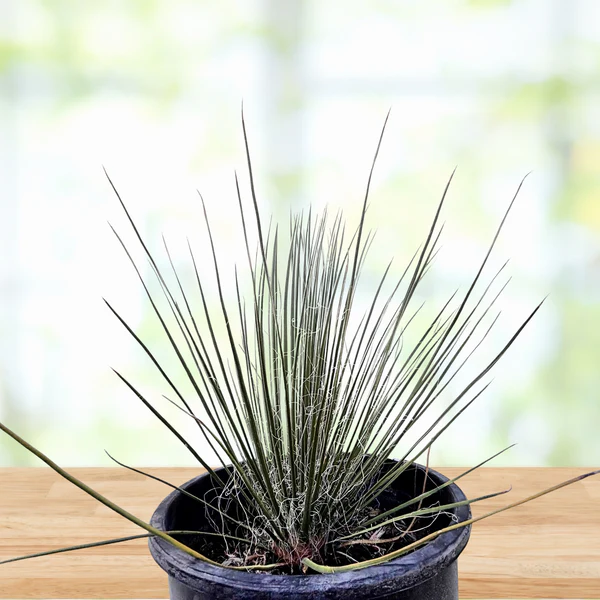Seifenbaum Yucca