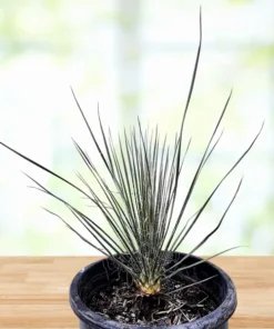 Seifenbaum Yucca