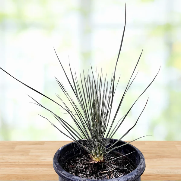 Seifenbaum Yucca