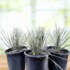 Seifenbaum Yucca