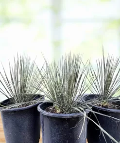 Seifenbaum Yucca