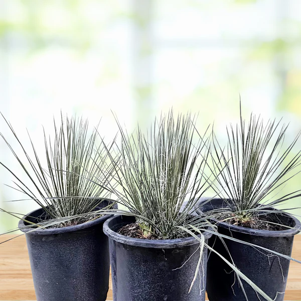 Seifenbaum Yucca