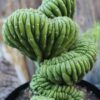 Trichocereus pachanoi – cristata (San Pedro) Big