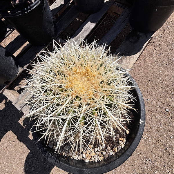 Golden Barrel Cactus var. Albispinus