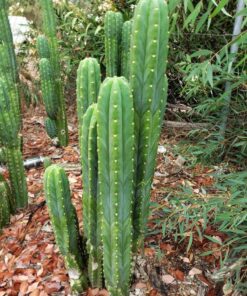 Trichocereus Pachanoi