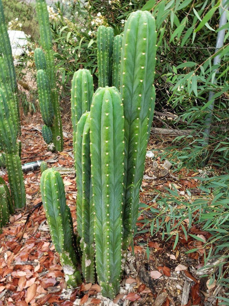 Trichocereus Pachanoi