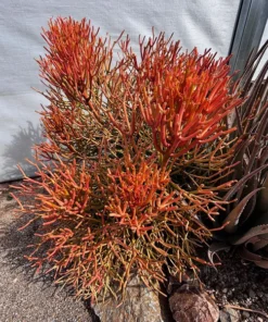 Euphorbia Tiricalli «Firesticks»