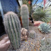 Saguaro Kaktus