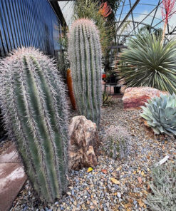 Saguaro Kaktus