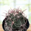Coville barrel cactus