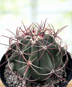 Coville barrel cactus
