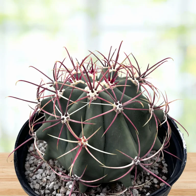 Coville barrel cactus