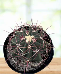 Coville barrel cactus