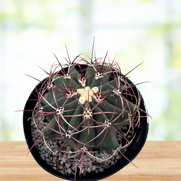 Coville barrel cactus