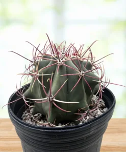 Coville barrel cactus