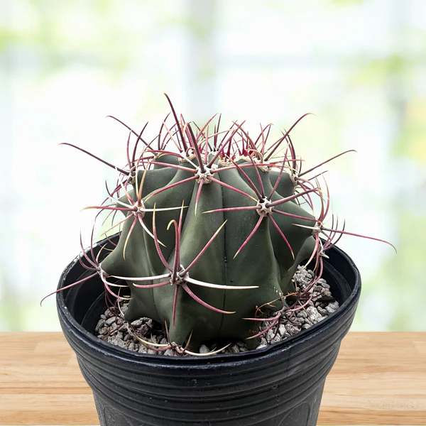 Coville barrel cactus