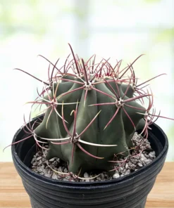 Coville barrel cactus