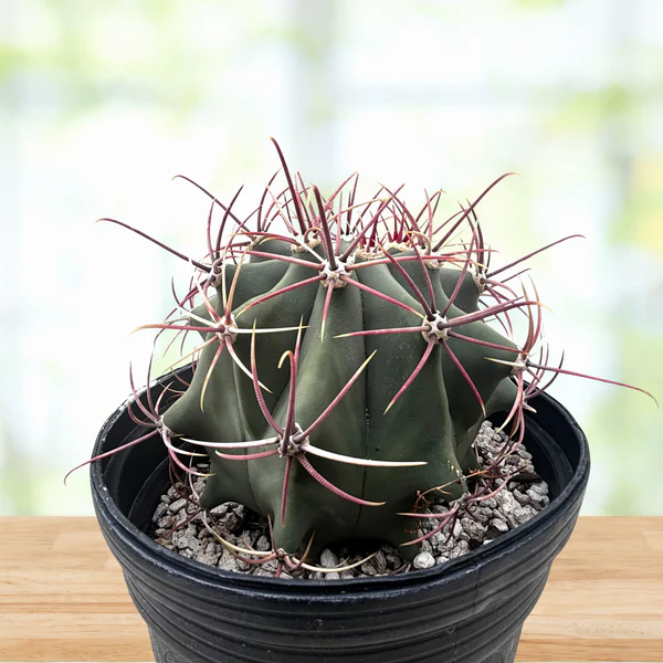Coville barrel cactus