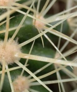 Echinocactus grusonii %